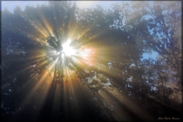 Light Through The Trees