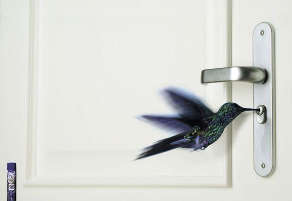 Hummingbird Picking A Lock